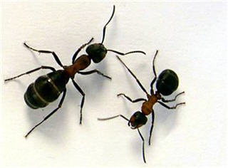 Images Aggressive Pest Control