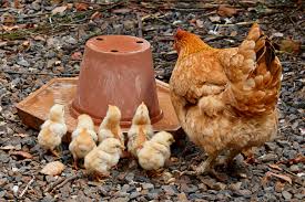 Hen Scratch