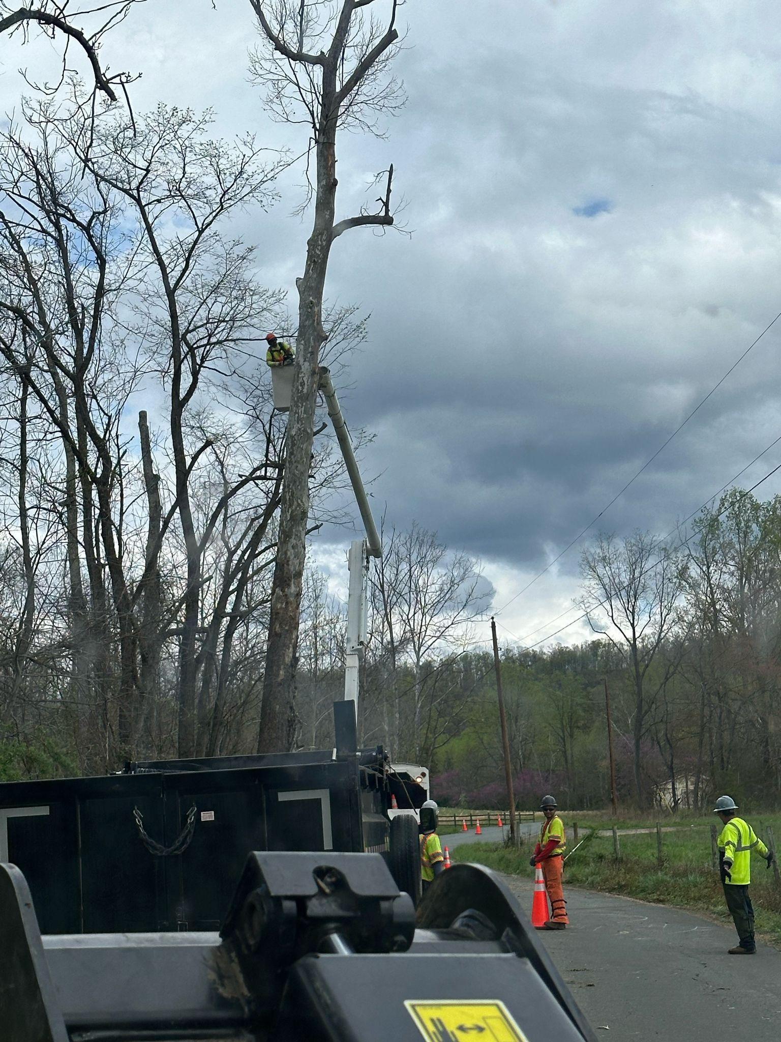 Y & VA TREE SERVICES LLC Image