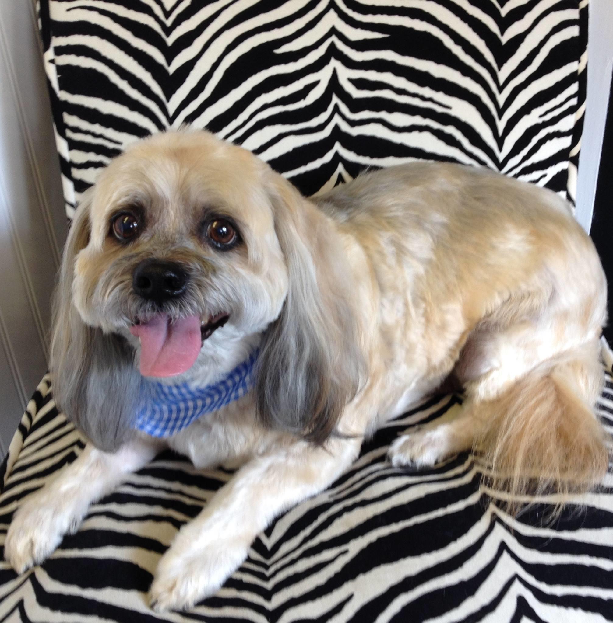 Groomingdale's Pet Grooming Photo