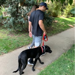Chill Out Dog Training