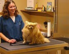 North Creek Pet Hospital Image