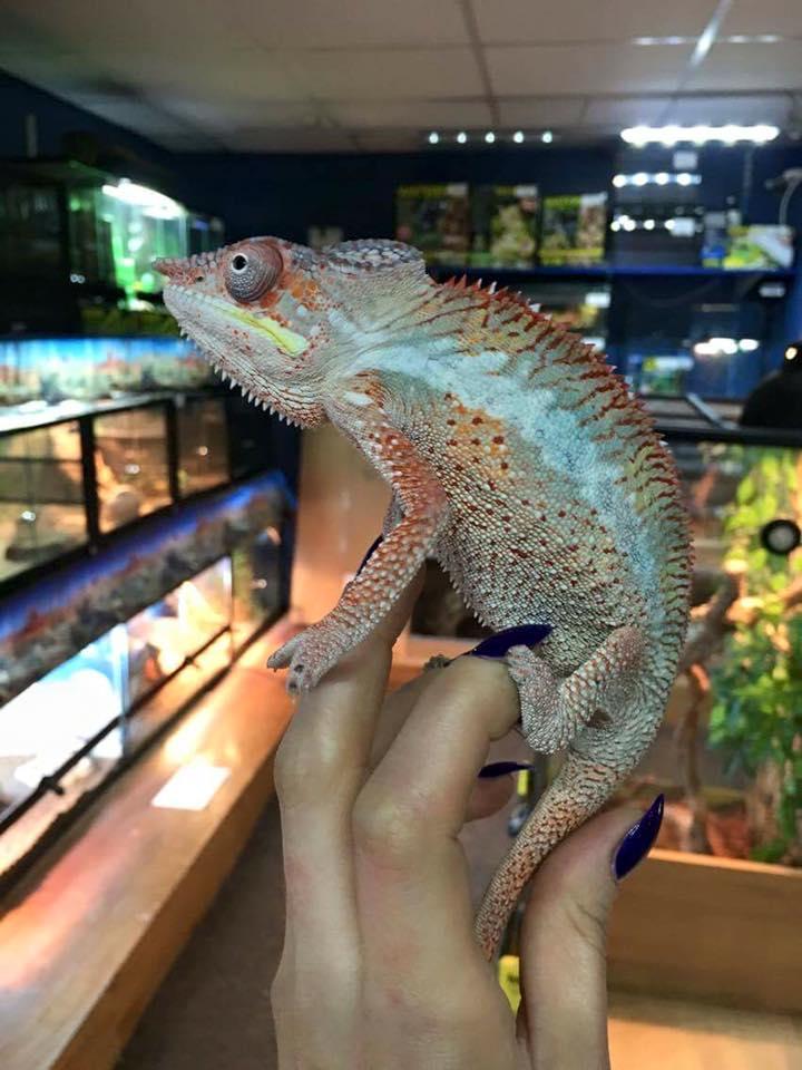 The Animal Ark Pet Store Pet Shops And Supplies in Rotherham S66 7BN