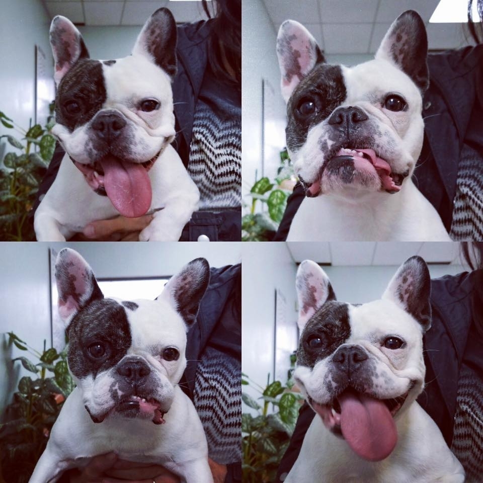 ritson veterinary clinic