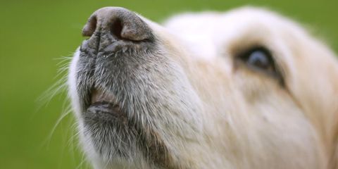 Pet Health 101: A Dry Dog Nose