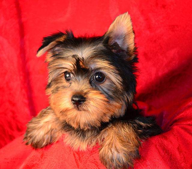 Images FancyPups