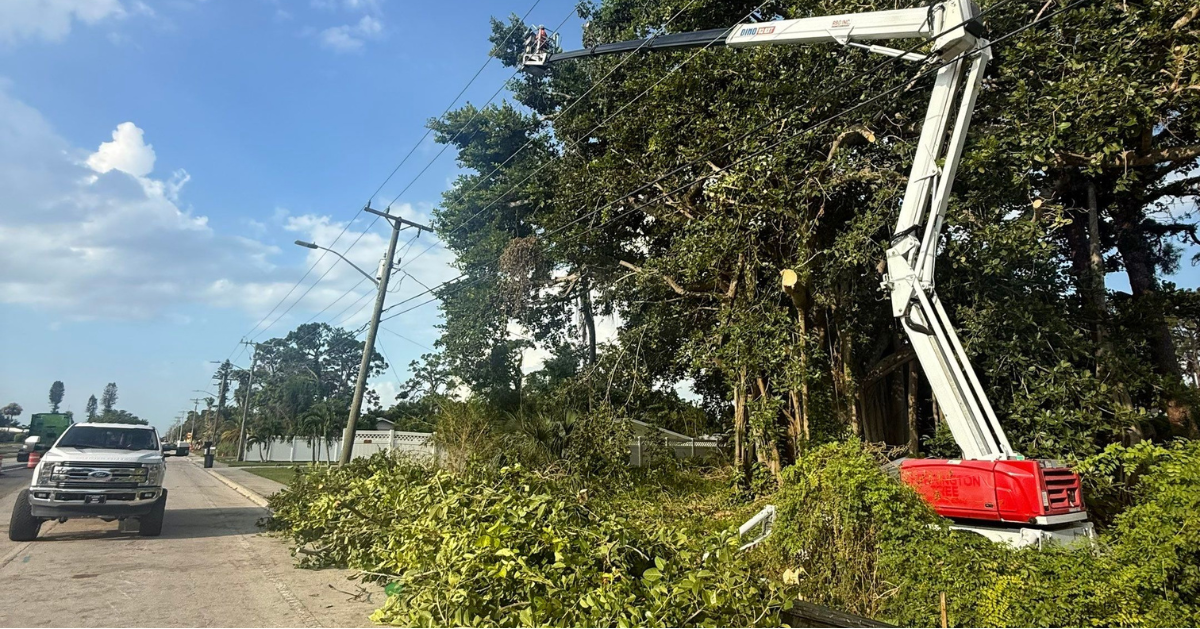 My Florida Tree Guys Image