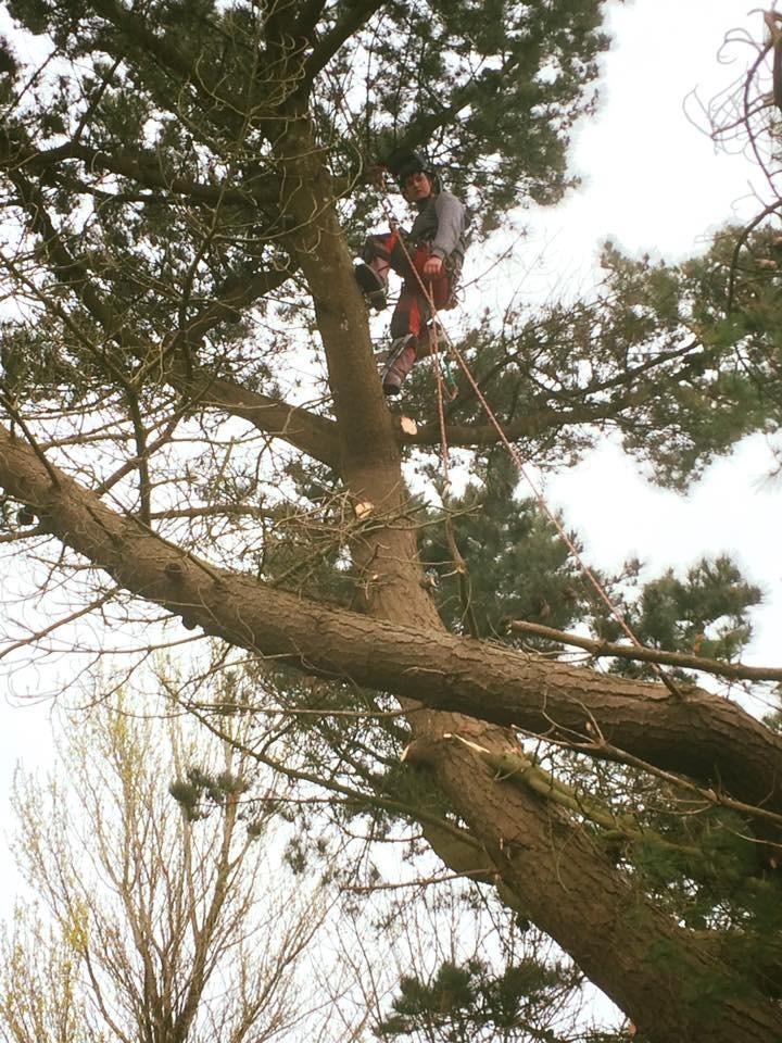 Tree Service Waterford  Christy's Tree Service, Pollarding, Waterford