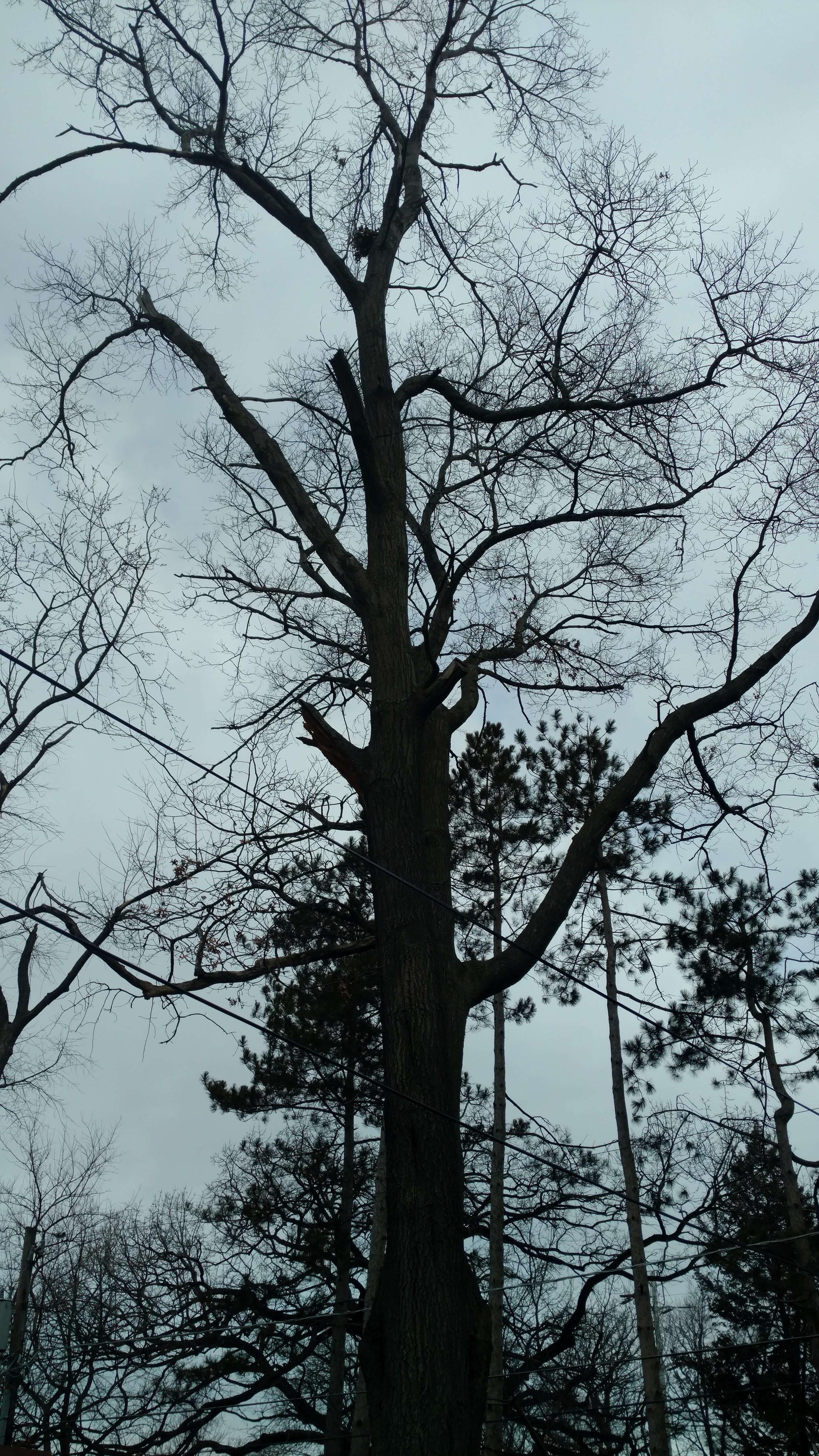 New Beginning Tree Service Company Image