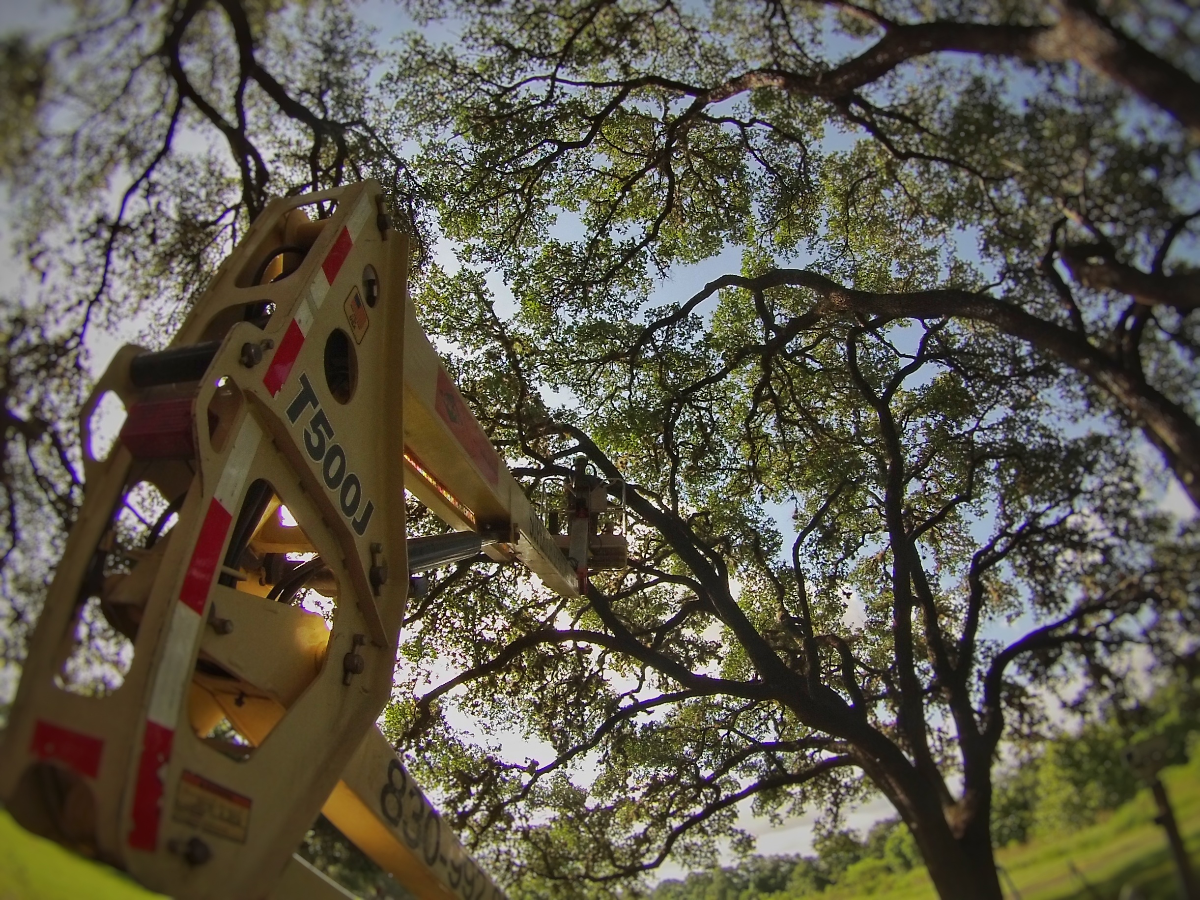 Superior Services Tree Care Logo