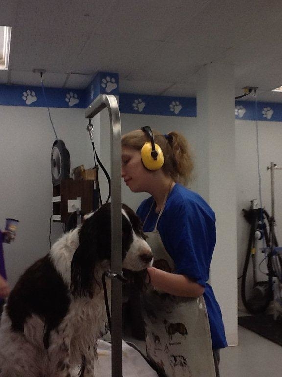 Images Brushcuts Professional Pet Grooming