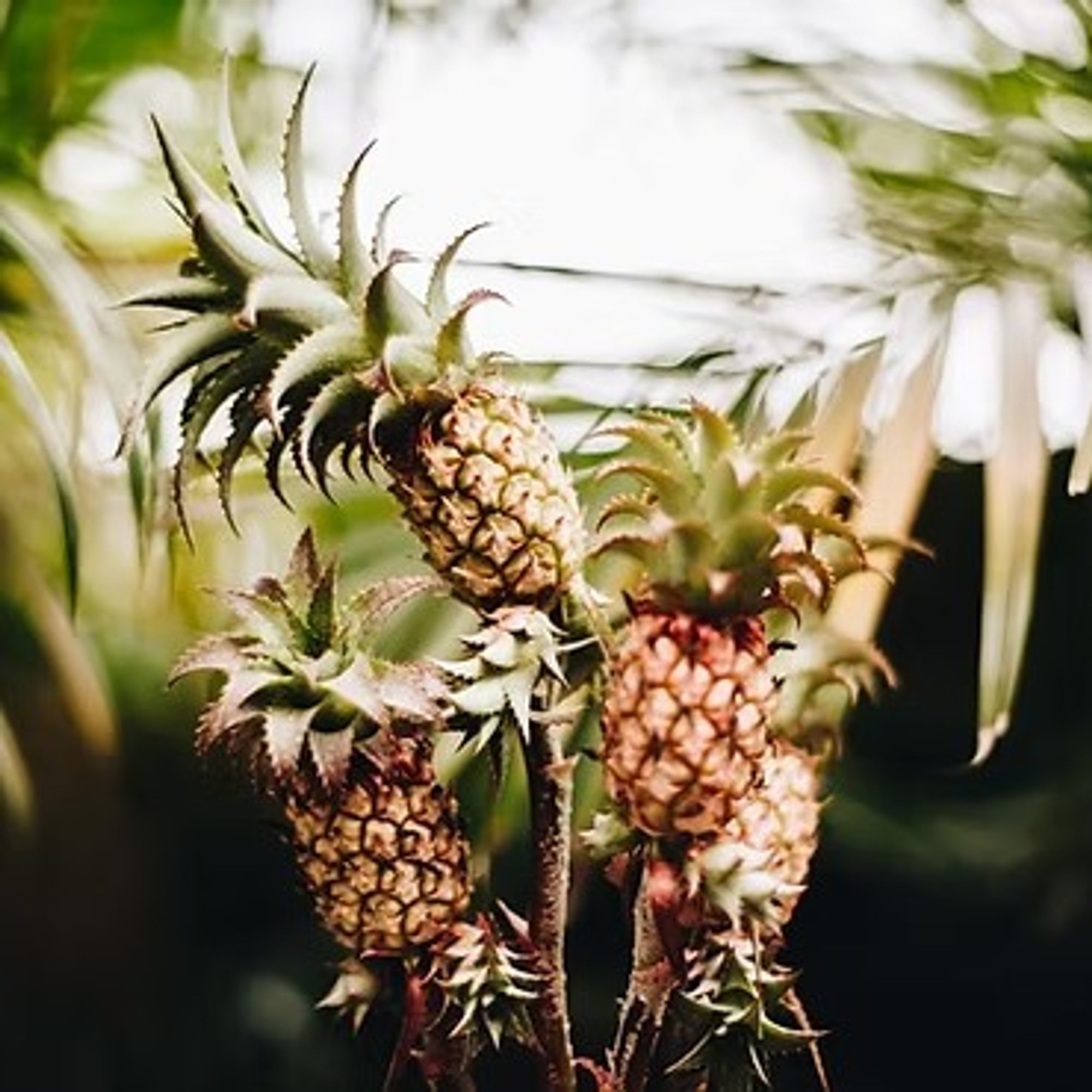 Golden Pineapple Balsamic