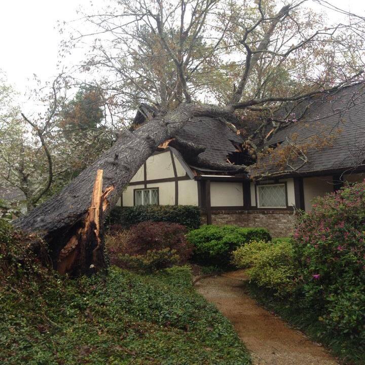 All Timber Tree Service LLC Image