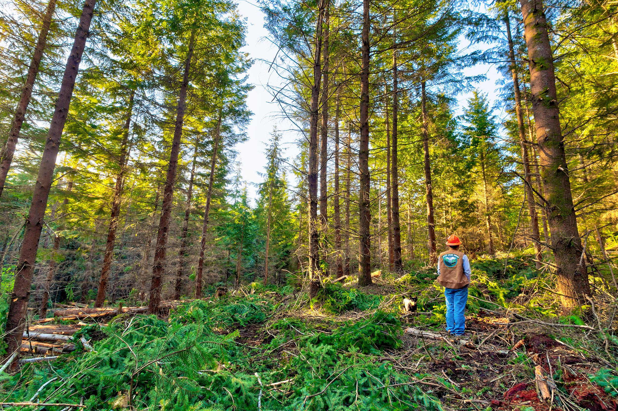 Janicki Logging & Construction Image