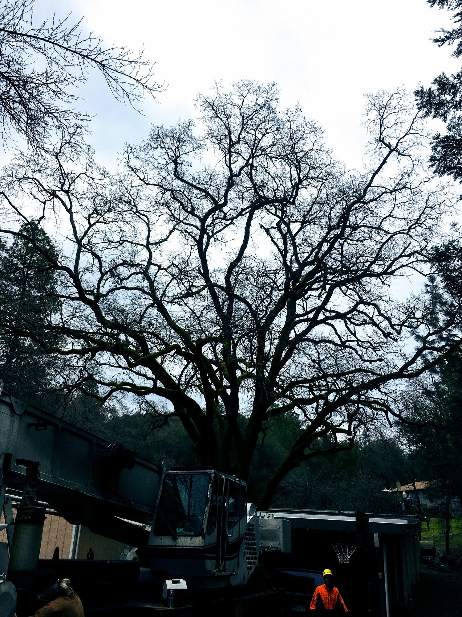 Brandon Tree Care Image