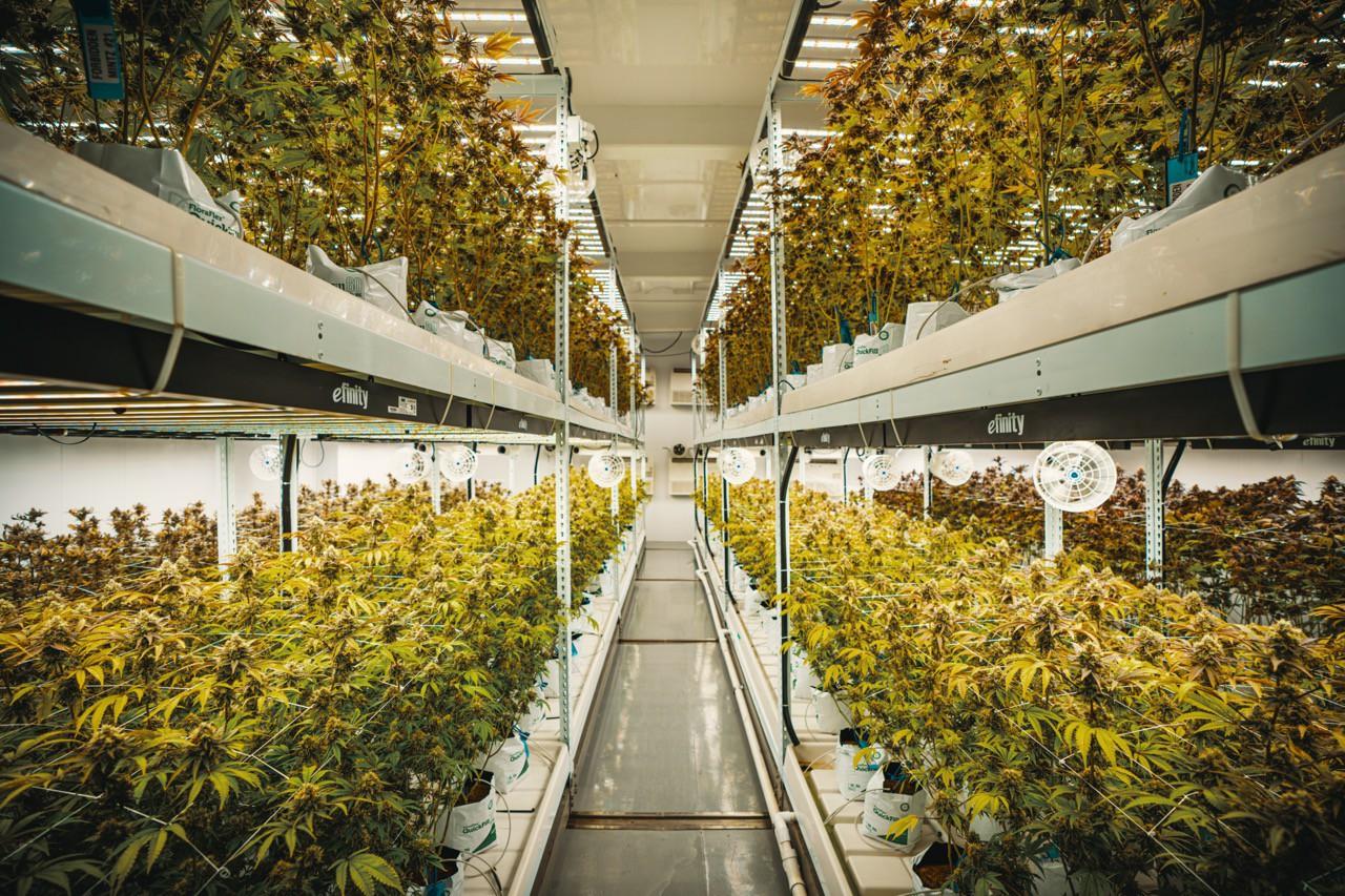 Mother Earth Wellness Image