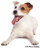 FloridaPets Image