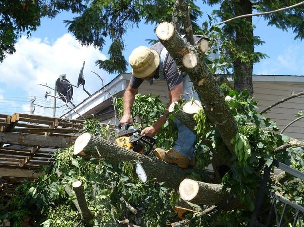 Images Tim's Tree Removal And Services LLC