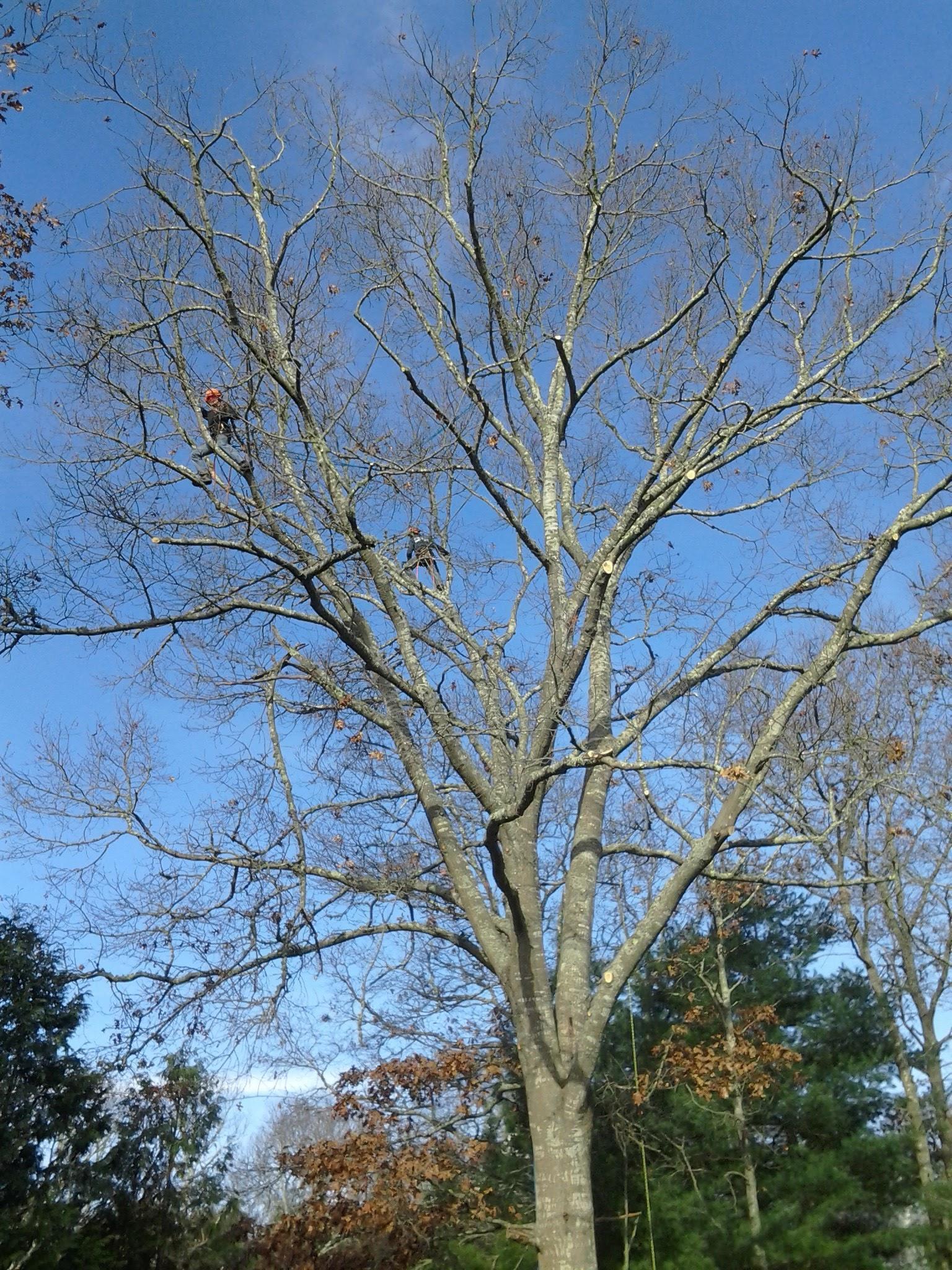 Forest Keepers Tree Care Logo