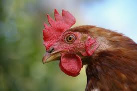 Chicken Vitamins & Supplements
