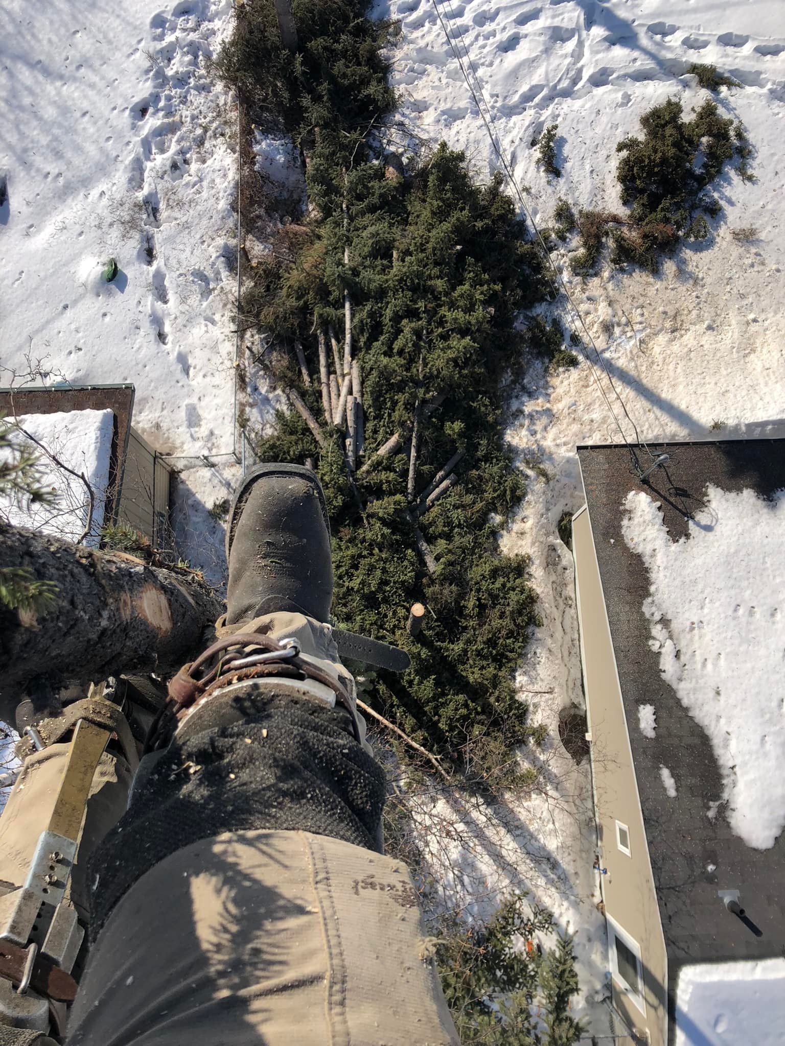 Great Alaska Tree Company Image