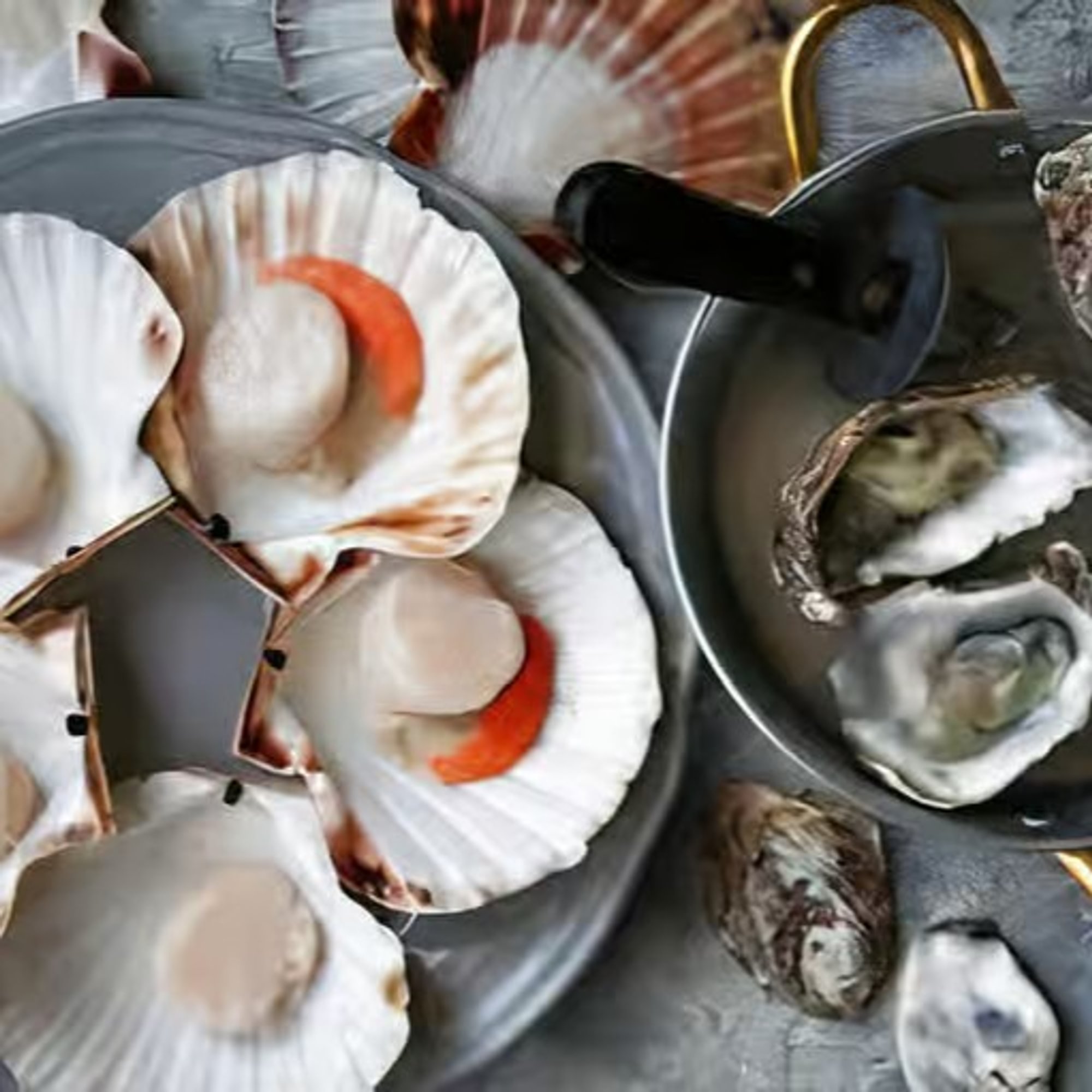 Oysters or Scallops