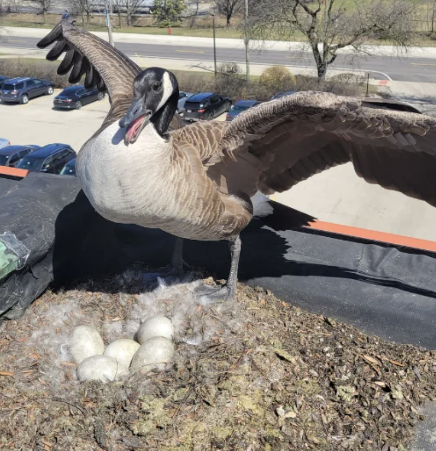 Migratory Bird Management Image