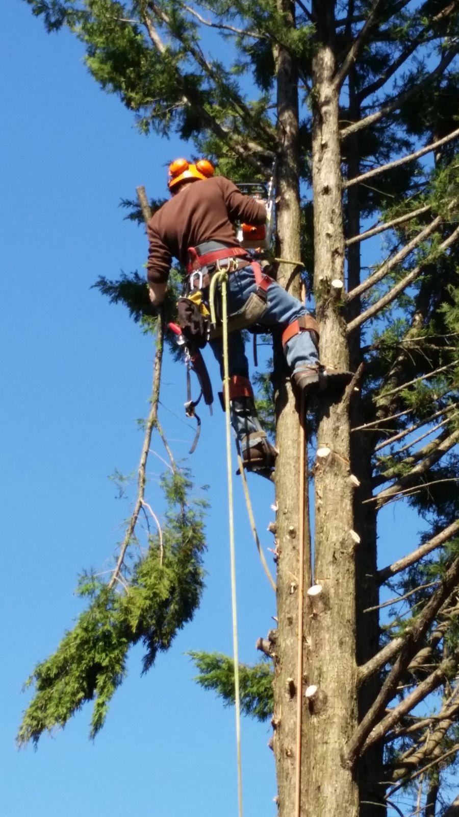 Keil Tree Experts Inc Image