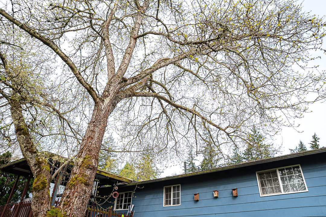 Branching Out Tree Care, LLC Image