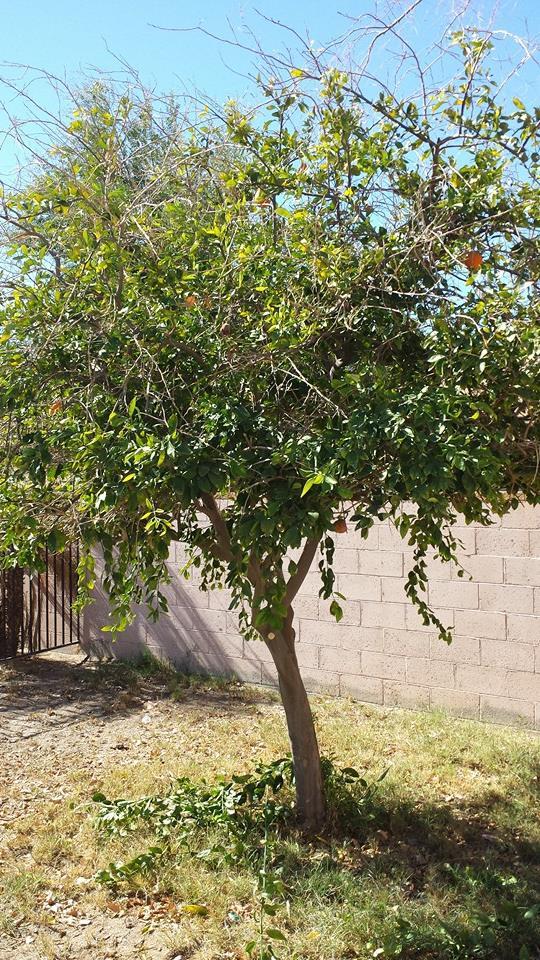 Pendleton Tree Service Yuma, AZ Business Profile