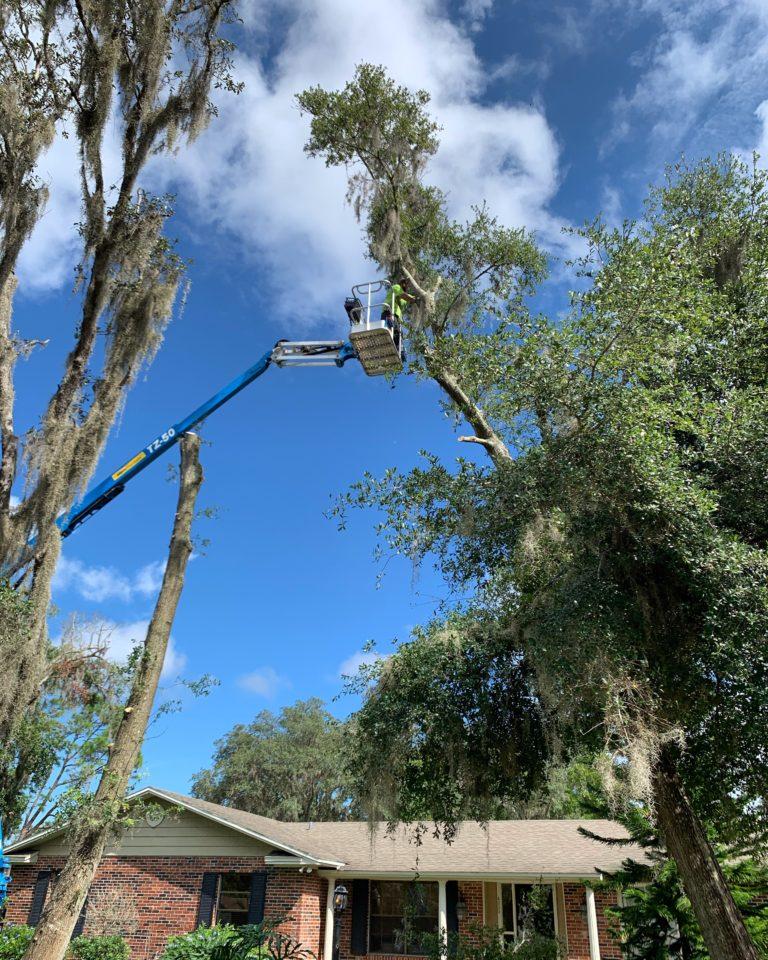 Mid Florida Tree Care Photo