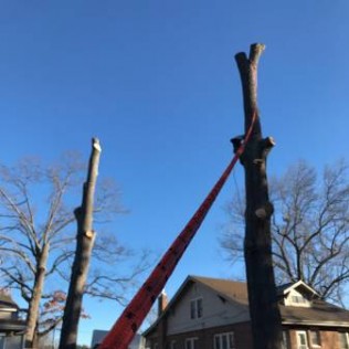 Clear Cut Tree Services Logo