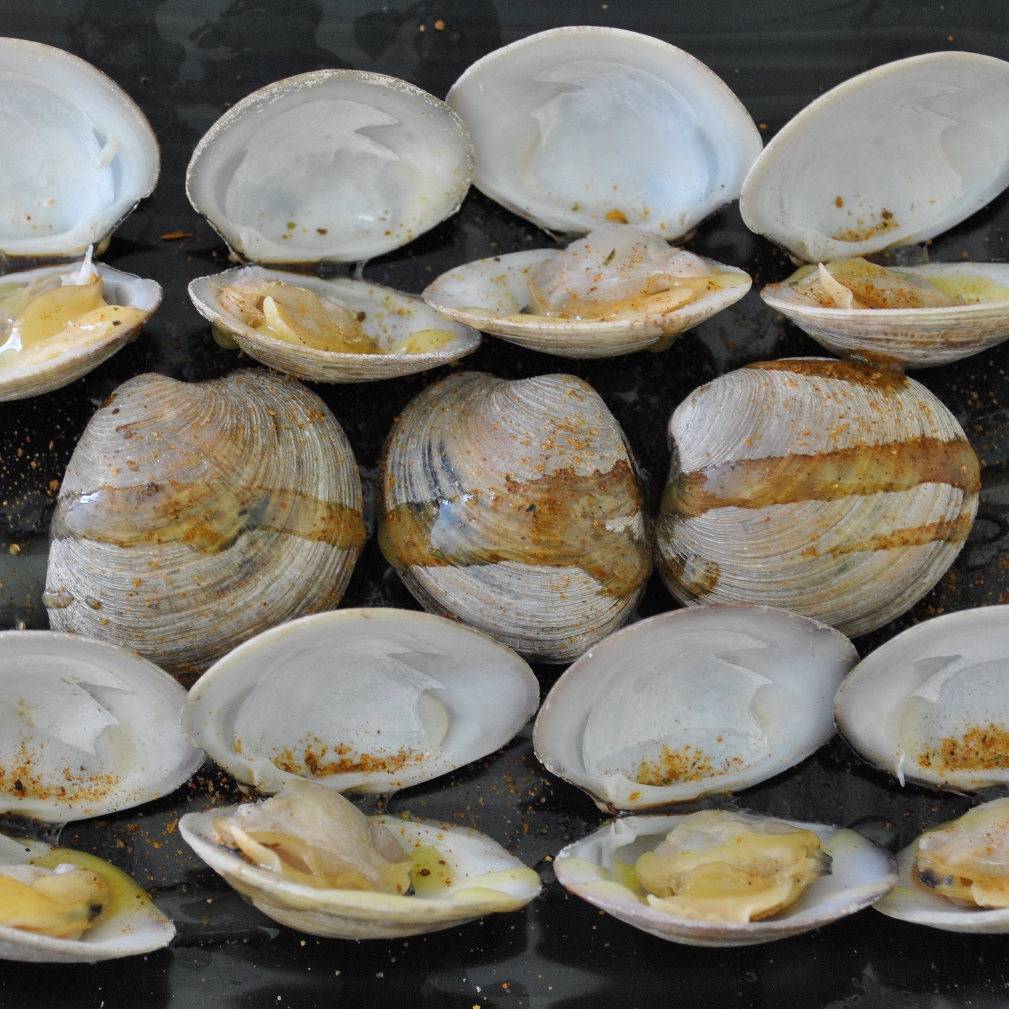 Clams (12)