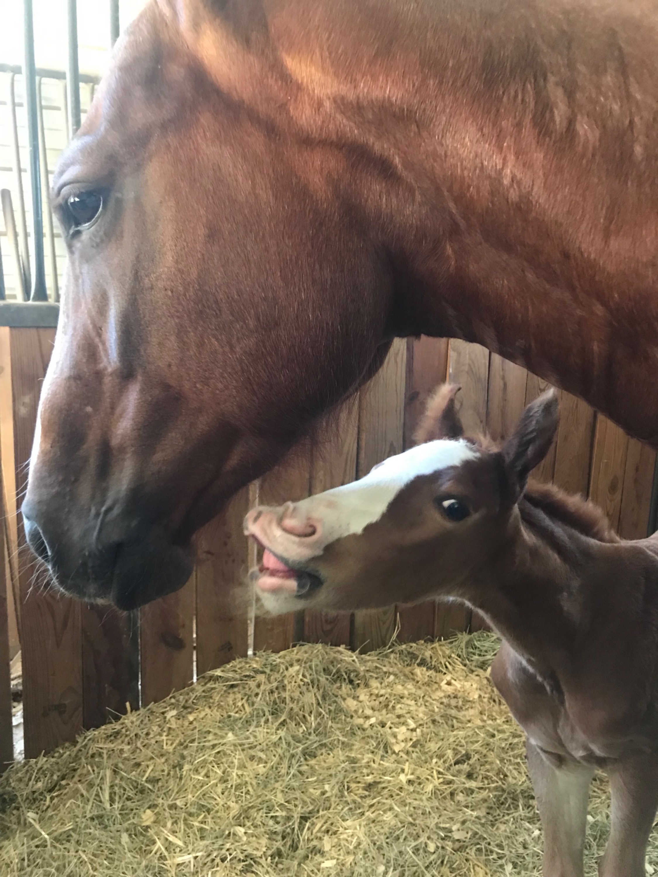 CTG Horse, LLC Image