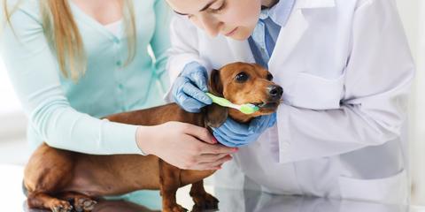 Trusted Animal Hospital Shares the Importance of Proper Pet Dental Care