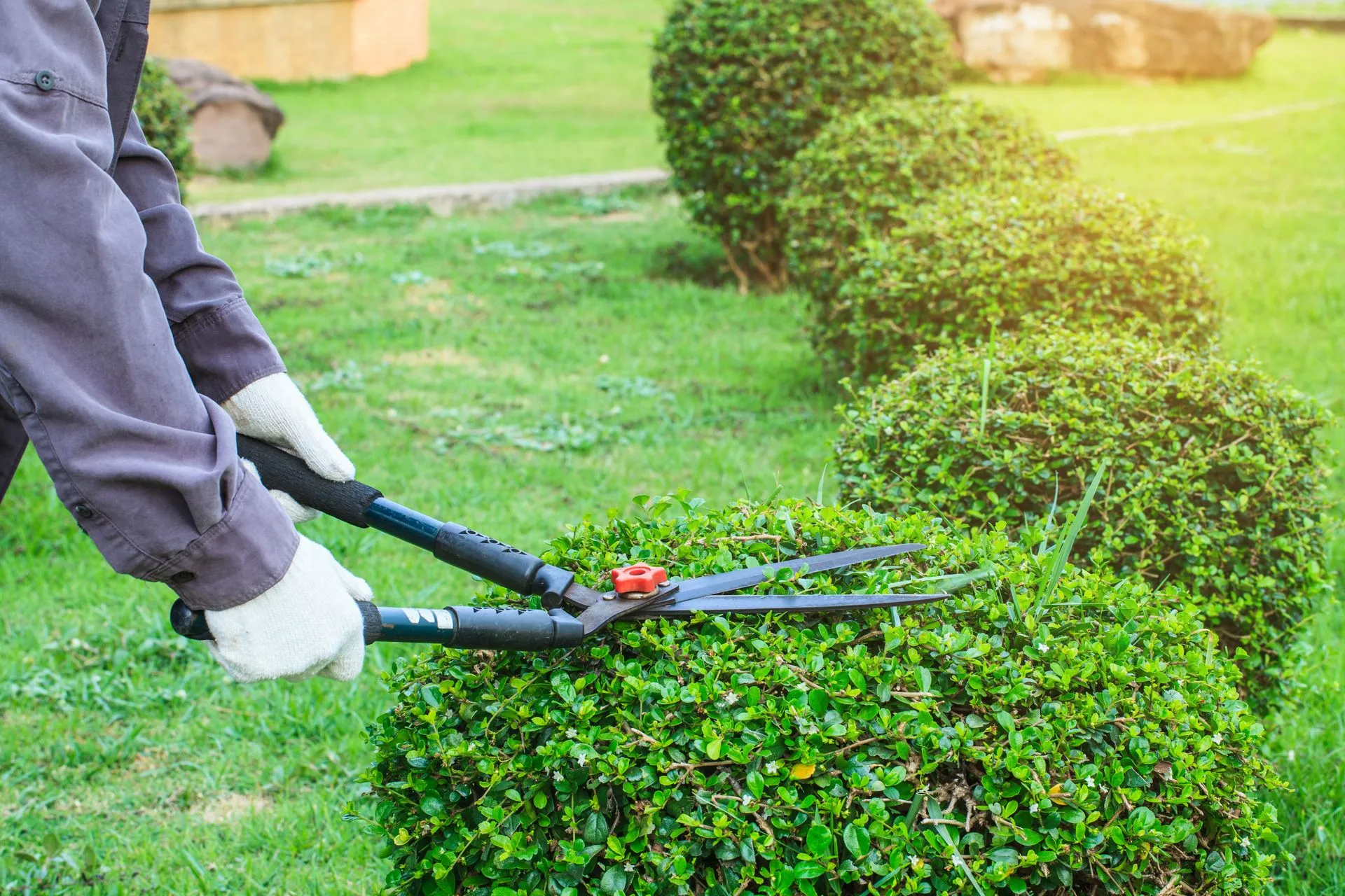 Tree Pruning and Trimming