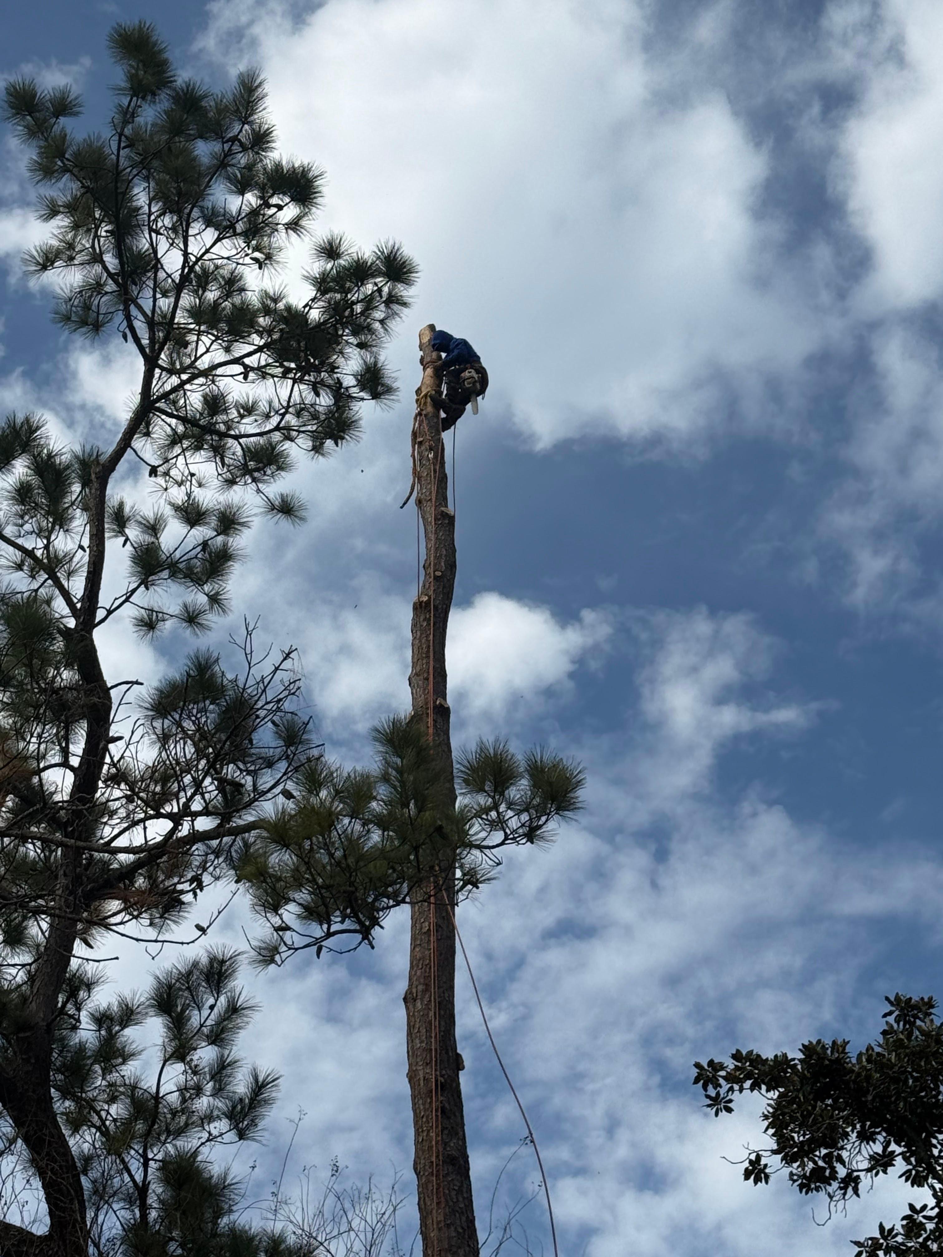 JJ Garcia Professional Tree Service Image