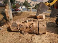 Tree service in San Jose, CA. Tree service in San Jose, CA.