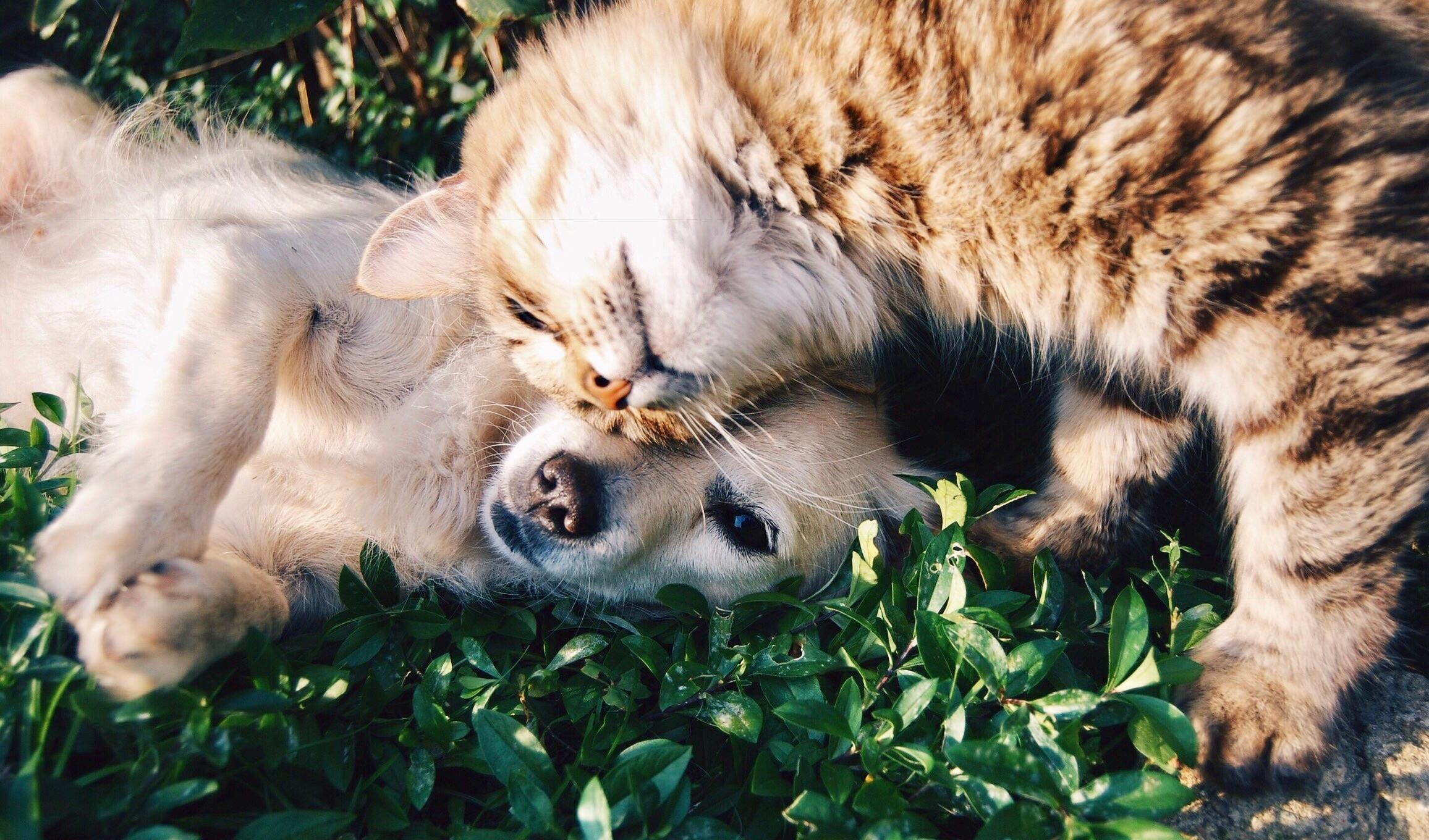 Fluffy and Spike Photo