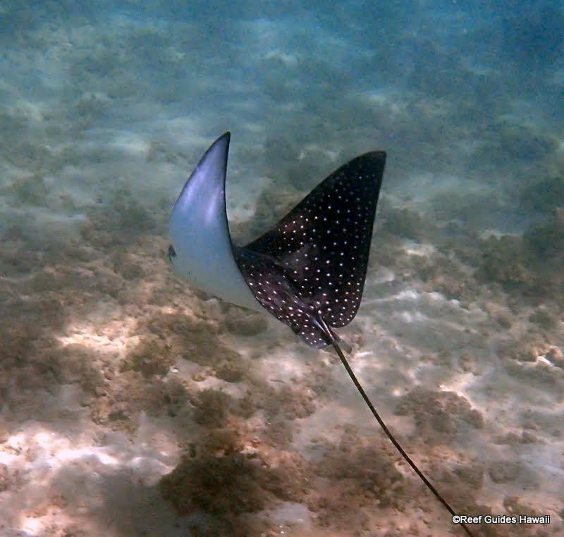 Images Reef Guides Hawaii
