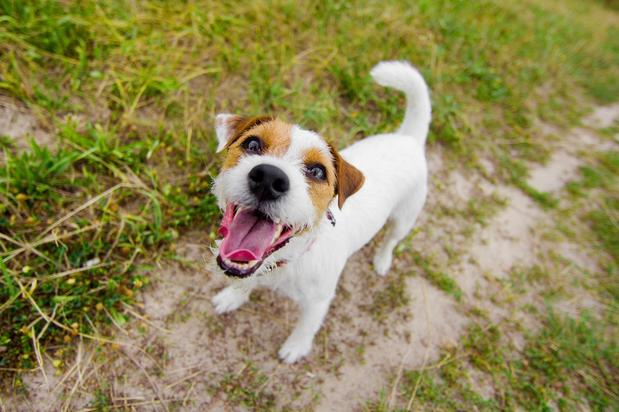 Images Fidos Home Pet Inn & Spa