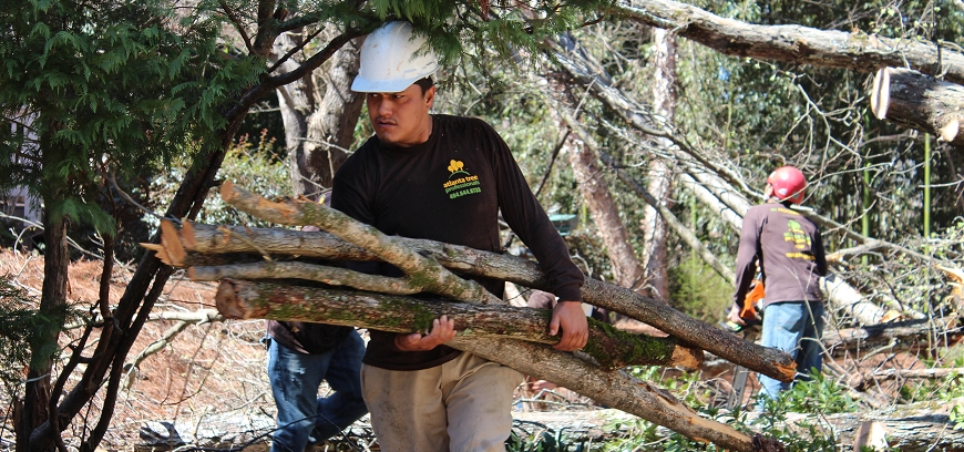 Tree Service Marietta Photo