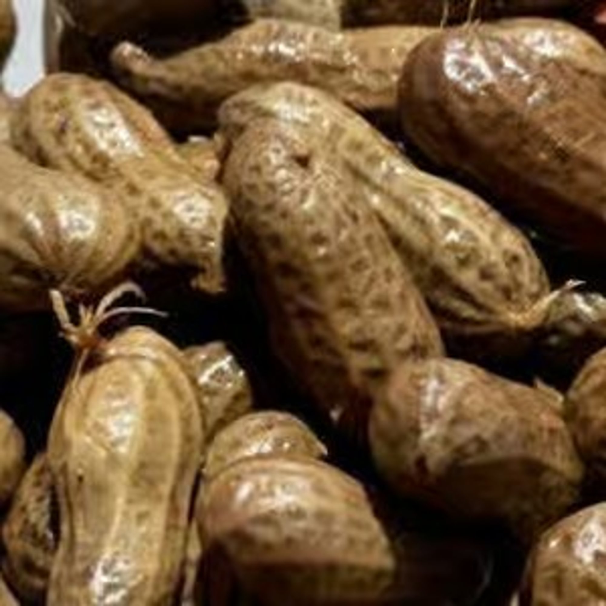 Boiled Peanuts