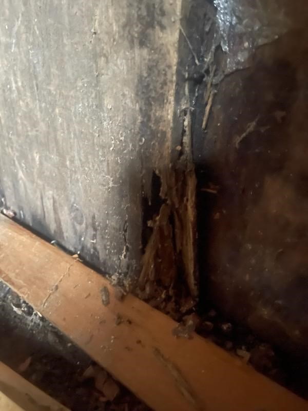 All Natural Pest Elimination Image