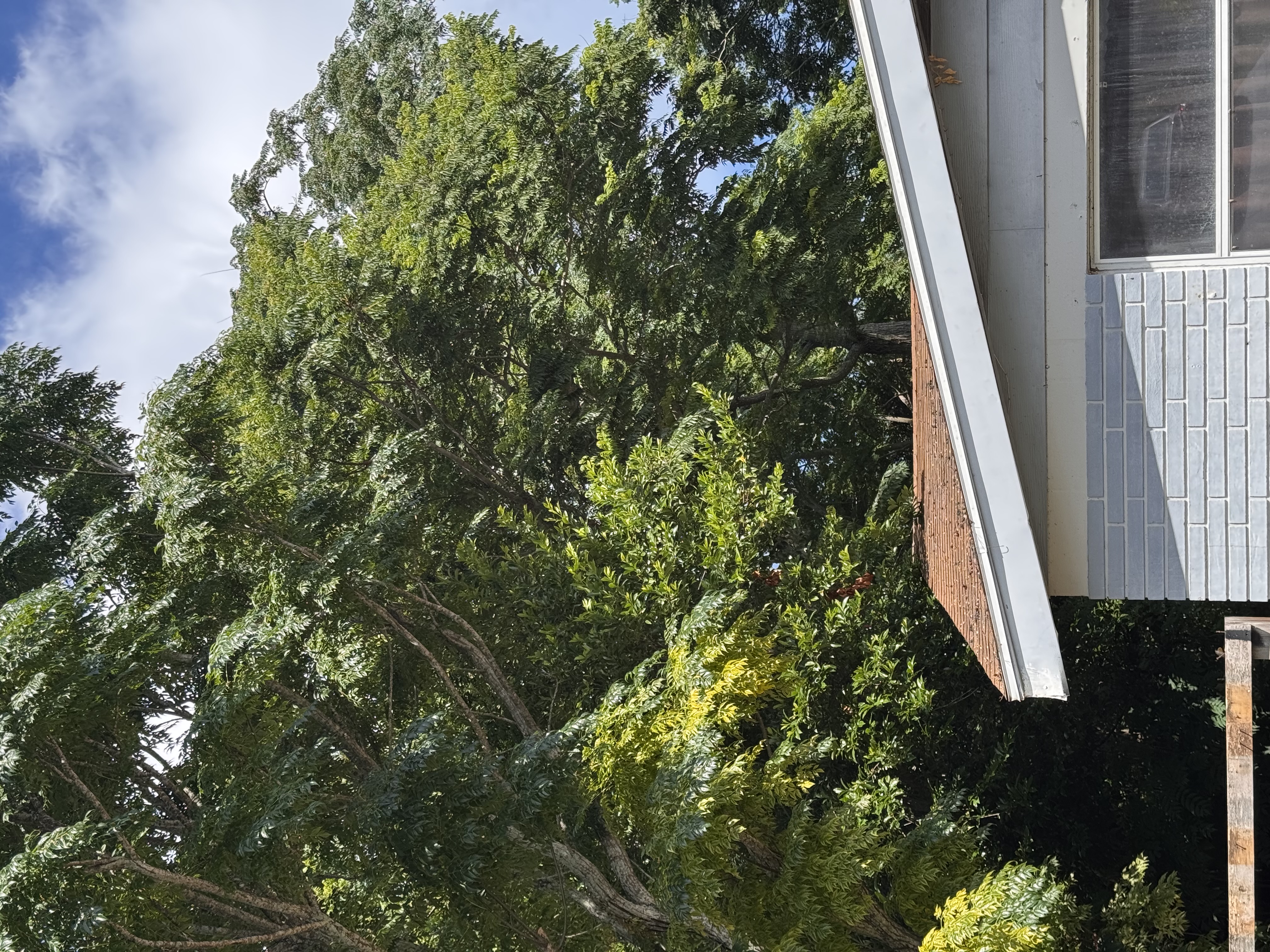 Trent's Tree Service The Neighborhood Arborist LLC Image