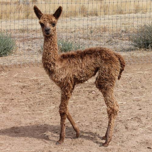 Blue Mesa Alpacas Image