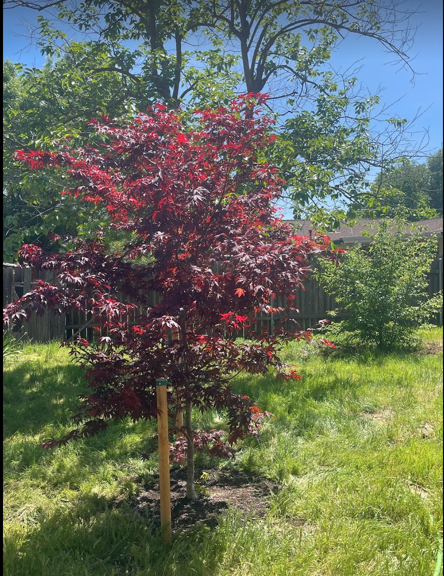 Capital Arborists, Inc. Image