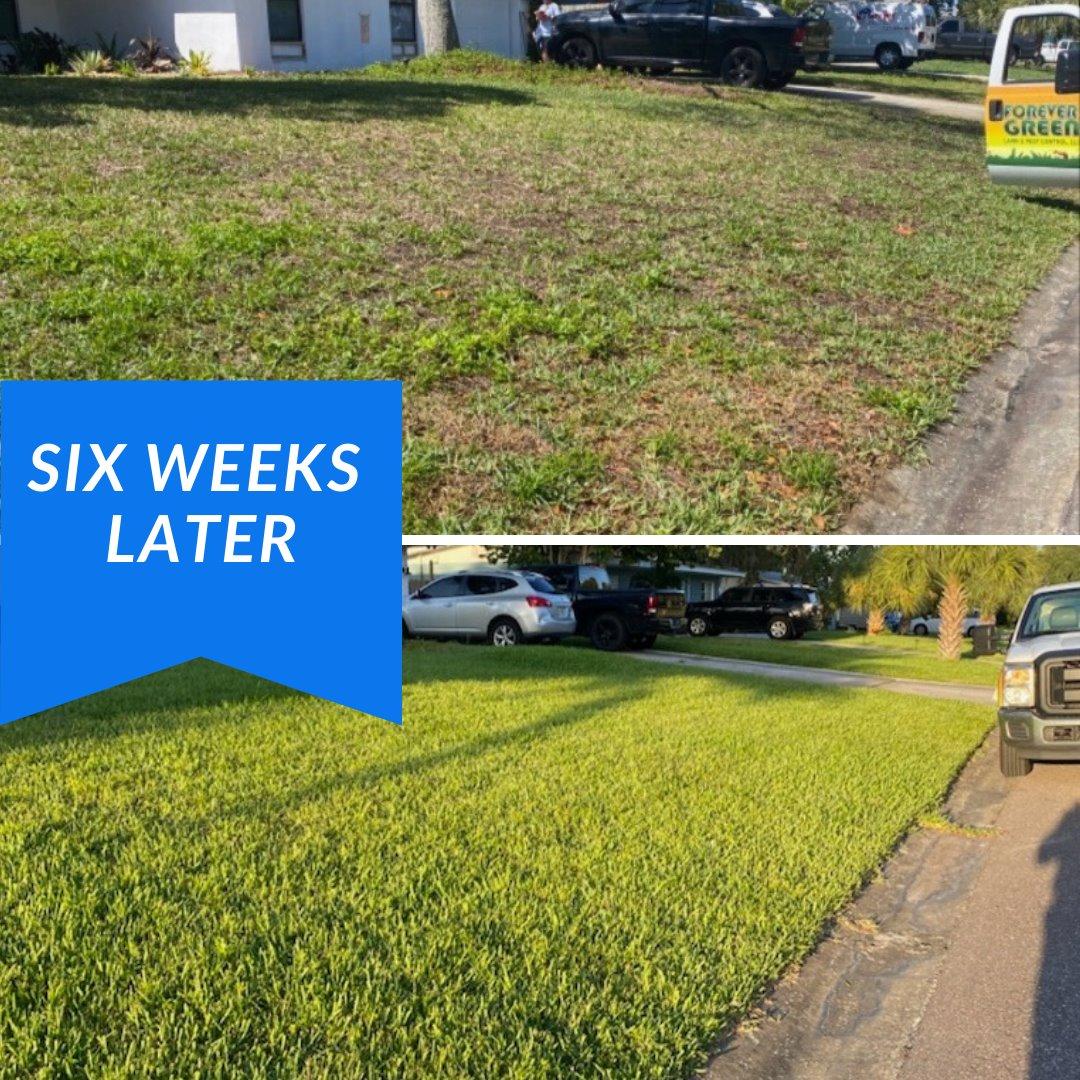 Forever Green Lawn and Pest Control Image