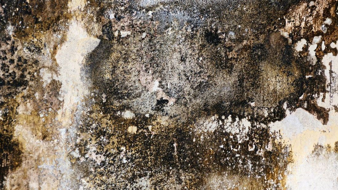 Smart: Mold & Mildew Photo