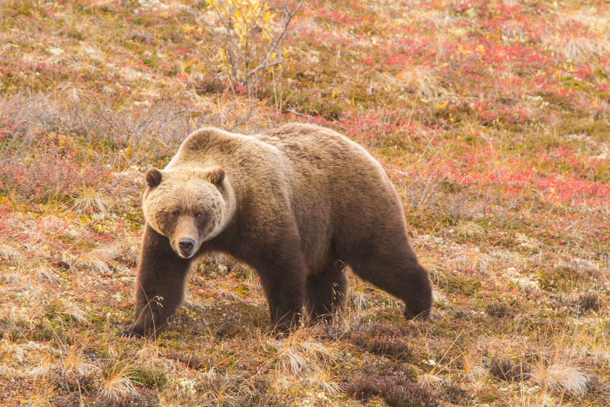 Candlewood Suites Fairbanks by IHG Image